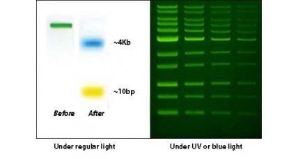 PreSafeStain 6X DNA Loading Dye