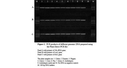 Direct-PCR 2X MasterMix, 10ml