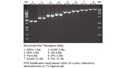 cDNA Synthesis: EasyScript Plus™ Reverse Transcriptase