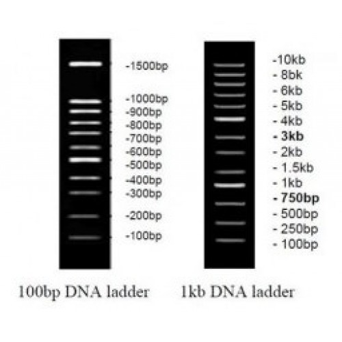 GoGreen 1kb DNA Ladder.