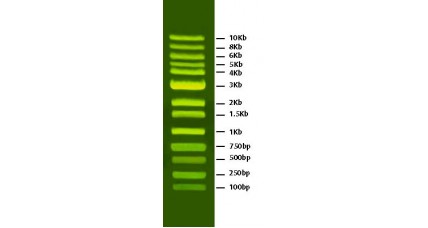 PreSafeStained 1Kb DNA Ladder