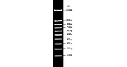 100bp-50 DNA Ladder