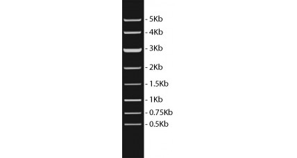 1Kb DNA Ladder III