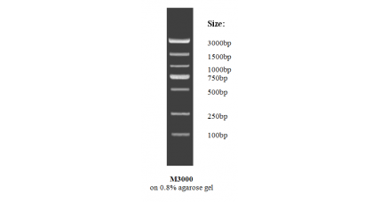 Fastlane 100bp DNA Ladder