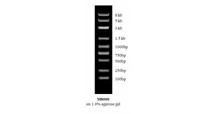 Fastlane 1Kb DNA Ladder