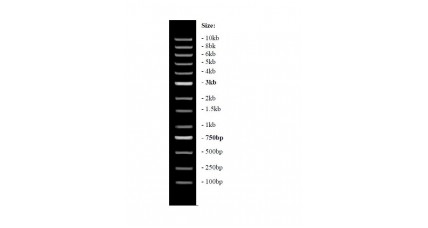 GoGreen 1kb DNA Ladder