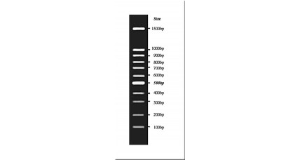 1-1: 100 bp DNA Ladder