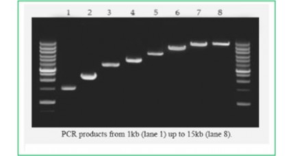 High Fidelity PCR Master Mix HFL, 2X