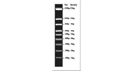100bp Quantitative DNA Ladder